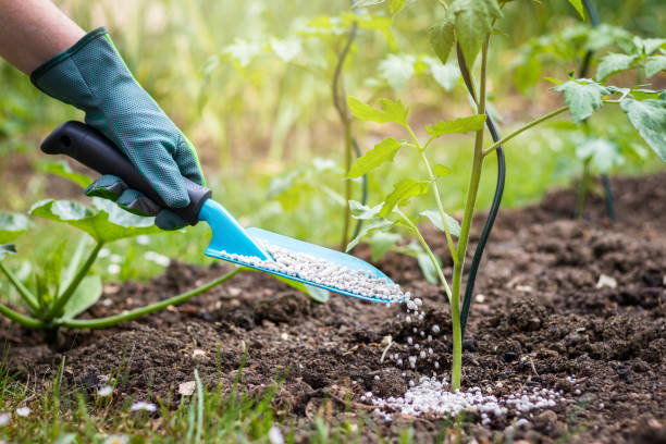 Fertilize your plants