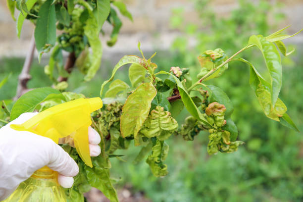 Protect your plants from pests and diseases
